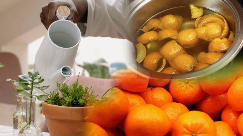Add Orange Peels In Half Liter Water To Plants Rose Hibiscus Mogara And Tulsi Results Will Make You Happy Home Garden Hacks Marathi