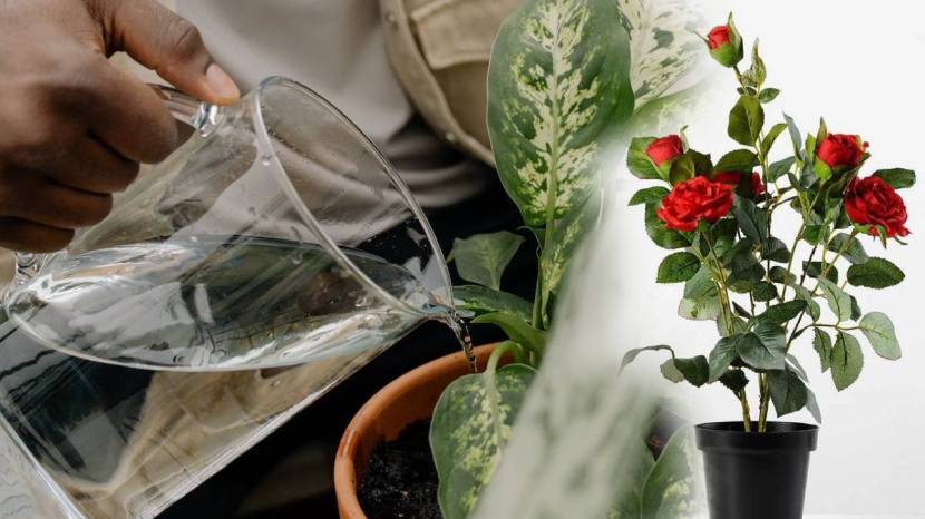 Add Orange Peels In Half Liter Water To Plants Rose Hibiscus Mogara And Tulsi Results Will Make You Happy Home Garden Hacks Marathi