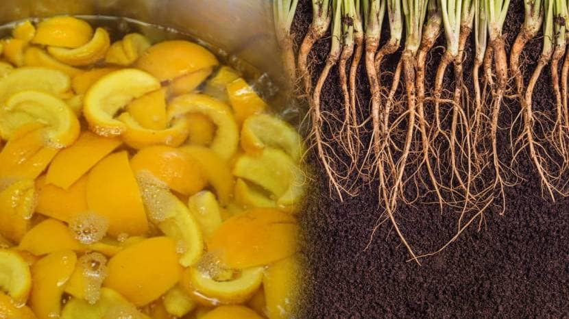 Add Orange Peels In Half Liter Water To Plants Rose Hibiscus Mogara And Tulsi Results Will Make You Happy Home Garden Hacks Marathi 