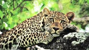 Death leopard Amravati