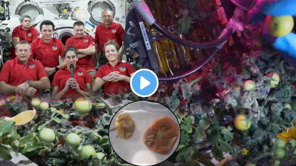 Video NASA Found 8 Months Lost Tomatoes In Space Dehydrated and Crunchy Photos Show Growing Veggies In Space Without Soil