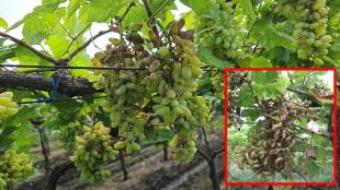 Karpa disease on grape