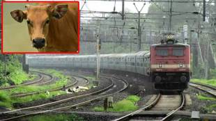 train services disrupted due to cows