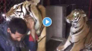 tiger attacked on neck of a man shocking video