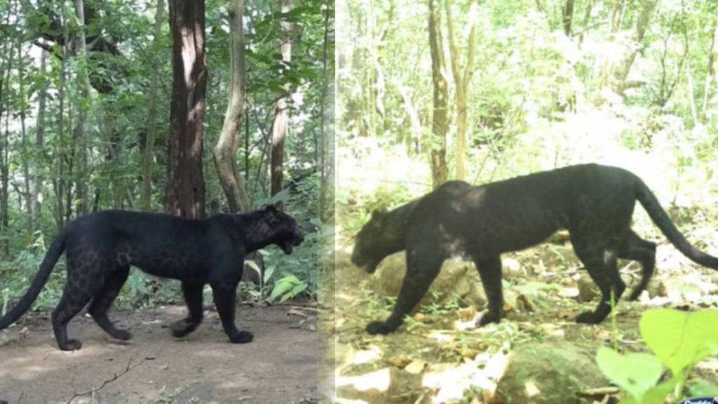 Black panther spotted in Odisha will remind you of Bagheera. IFS officer shares post