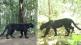 Black panther spotted in Odisha will remind you of Bagheera. IFS officer shares post