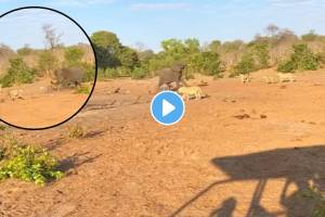 Mother Elephant Gives Up on a Twin to Save the Other from Lions video goes viral