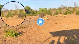 Mother Elephant Gives Up on a Twin to Save the Other from Lions video goes viral