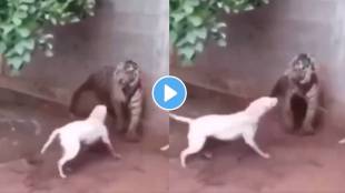 tiger attacks on dog shocking fight video