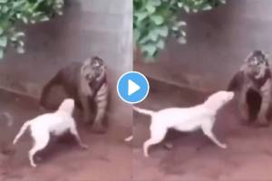 tiger attacks on dog shocking fight video