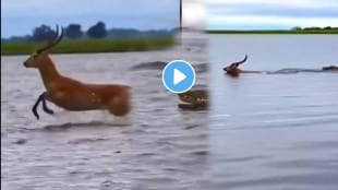 Deer Save His Life From crocodile By Using His Brain And Trick Video