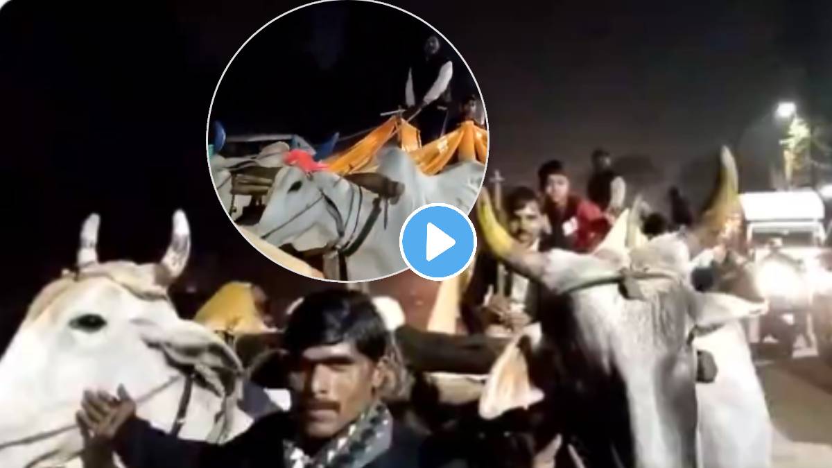 Newly Wed Couple Choose To Use Bullock Cart After marriage