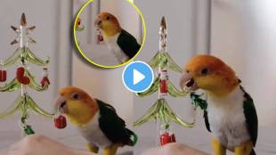 viral video parrot seen loveingly decorating christmas tree seeing cuteness of bird will make you day