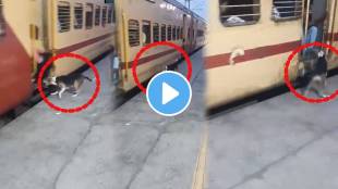 dog warning train viral video