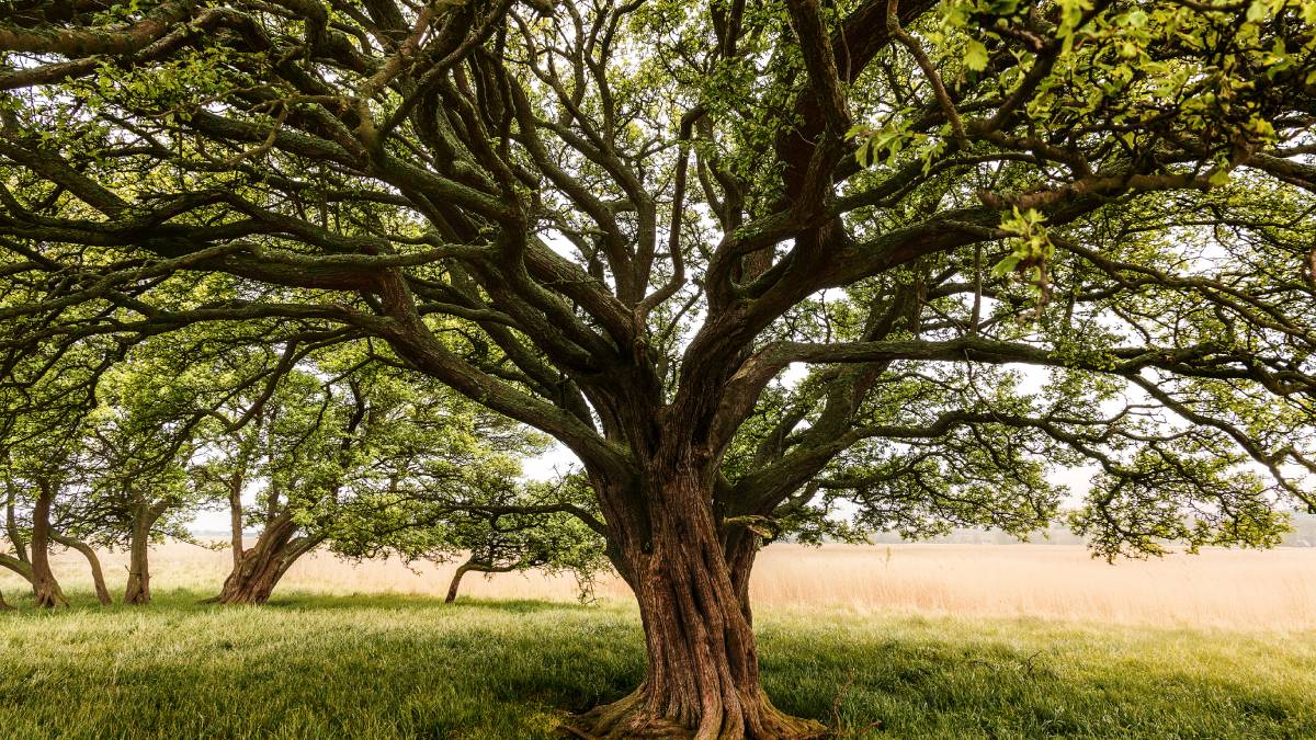 Old Trees