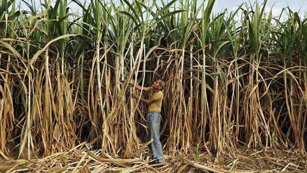 Sugarcane workers should be considered in the policy