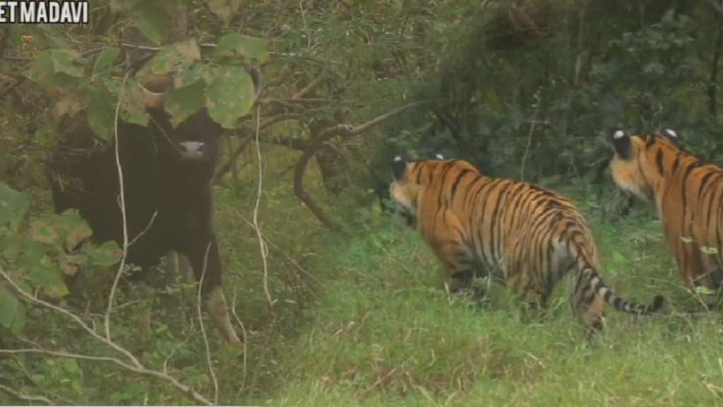 Tadoba Tiger Project captures the charm of tigers and their cubs on camera