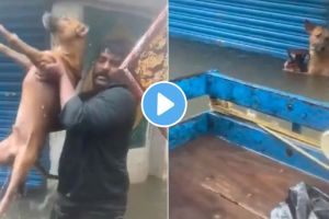 Dog saved by man