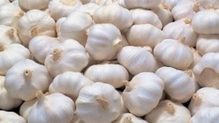 Garlic prices increased