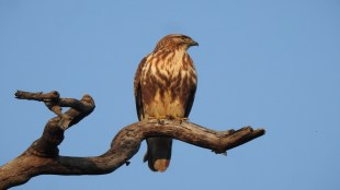 Common Buzzard, Common Buzzard Melghat