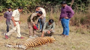 Tiger died Mendha Mal