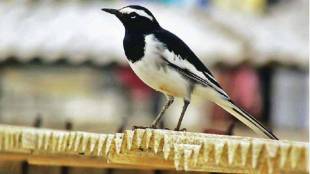 wagtail bird existence in mumbai