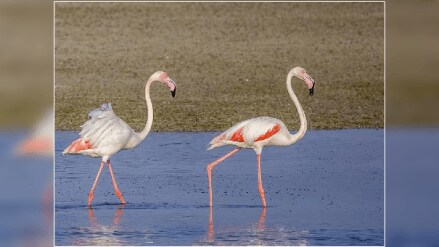 birds-have-knees