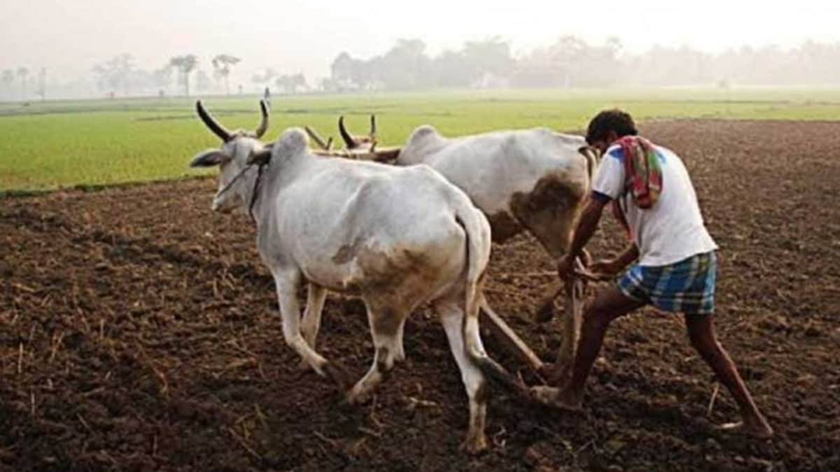 vidarbh rabi crops, rabi crops sowing slow down in western vidarb,