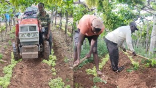 damaged grapes mixed with soil in sangli news in marathi, grapes mixed in soil sangli