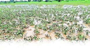 crops damaged in amravati, 26 thousand heactare crops destroyed in amravati