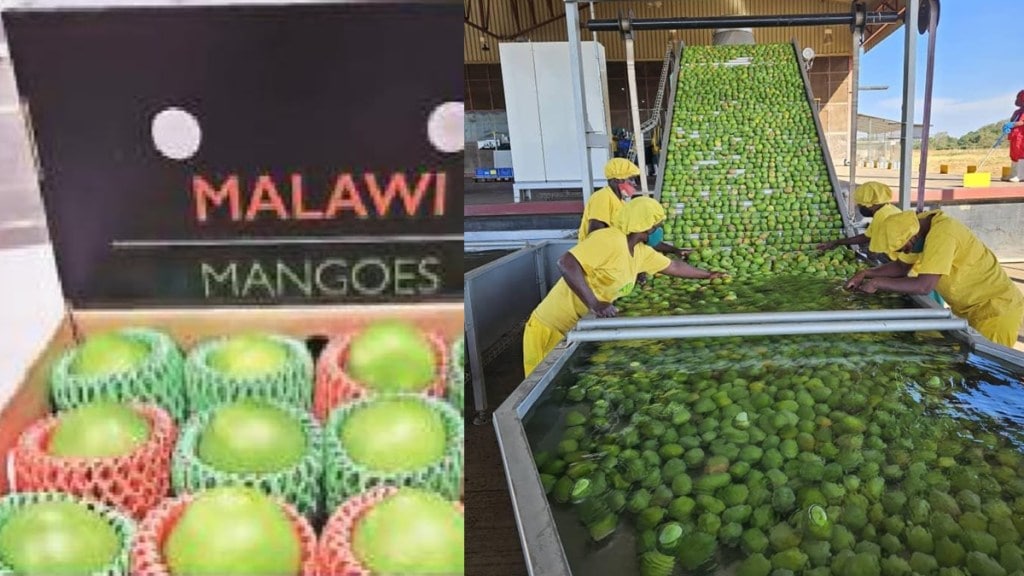 african malawi mangoes in pune fruit market