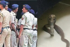 snake in crime branch office, police office snake nagpur, police officer caught the snake in nagpur