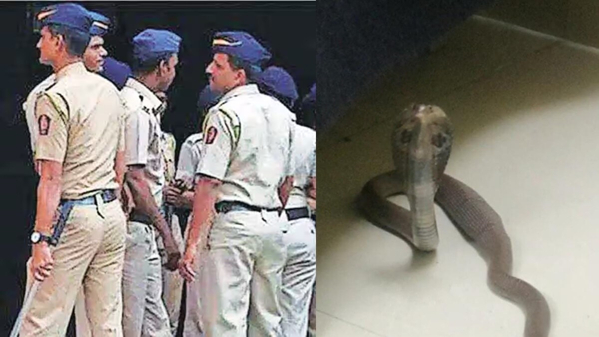 snake in crime branch office, police office snake nagpur, police officer caught the snake in nagpur