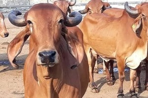 livestock decline in palghar, livestock declining by 25 percent news in marathi
