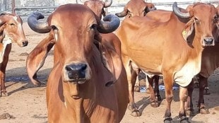 livestock decline in palghar, livestock declining by 25 percent news in marathi