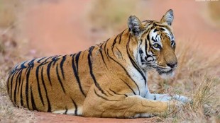 tigress death at warora chandrapur