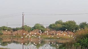foreign birds arrived in uran, foreign birds in search of food