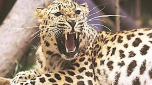 nashik leopard trapped, nashik leopard trapped in cage