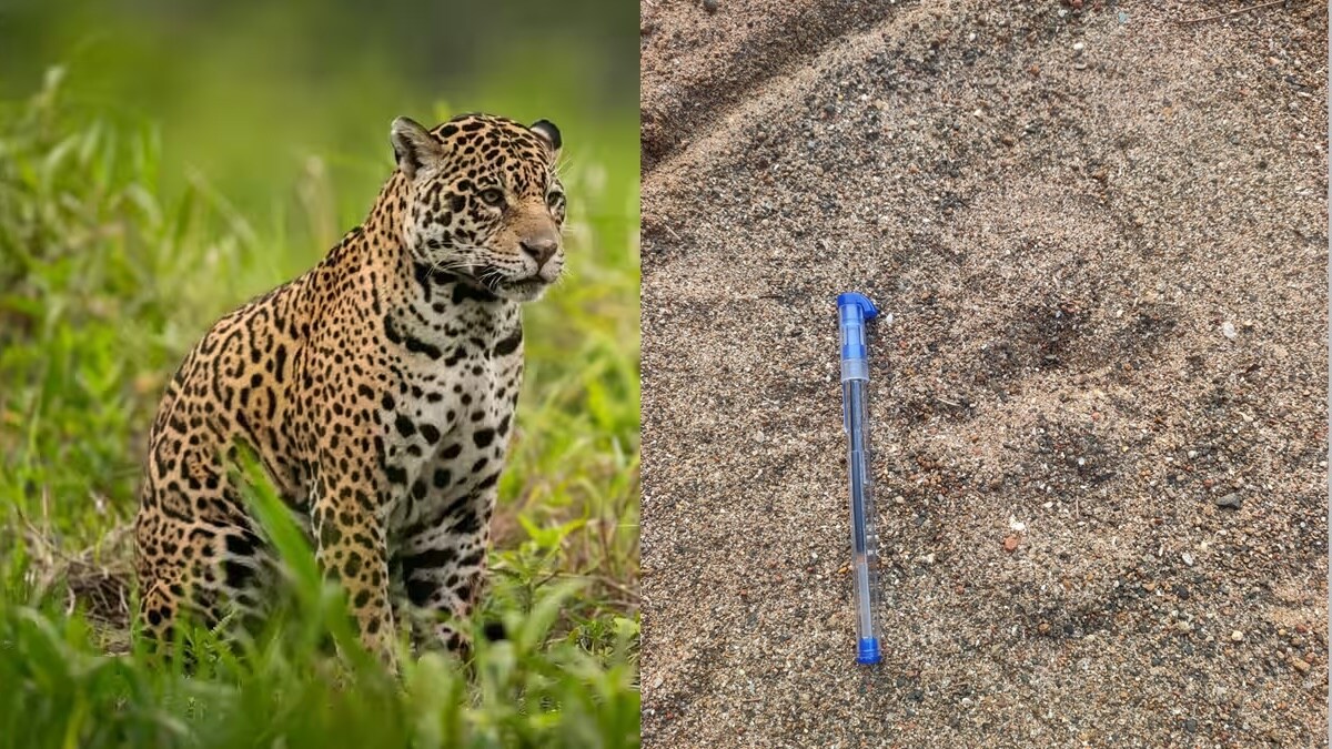 leopard in palghar, 10 trap cameras, trap camera at three locations in palghar