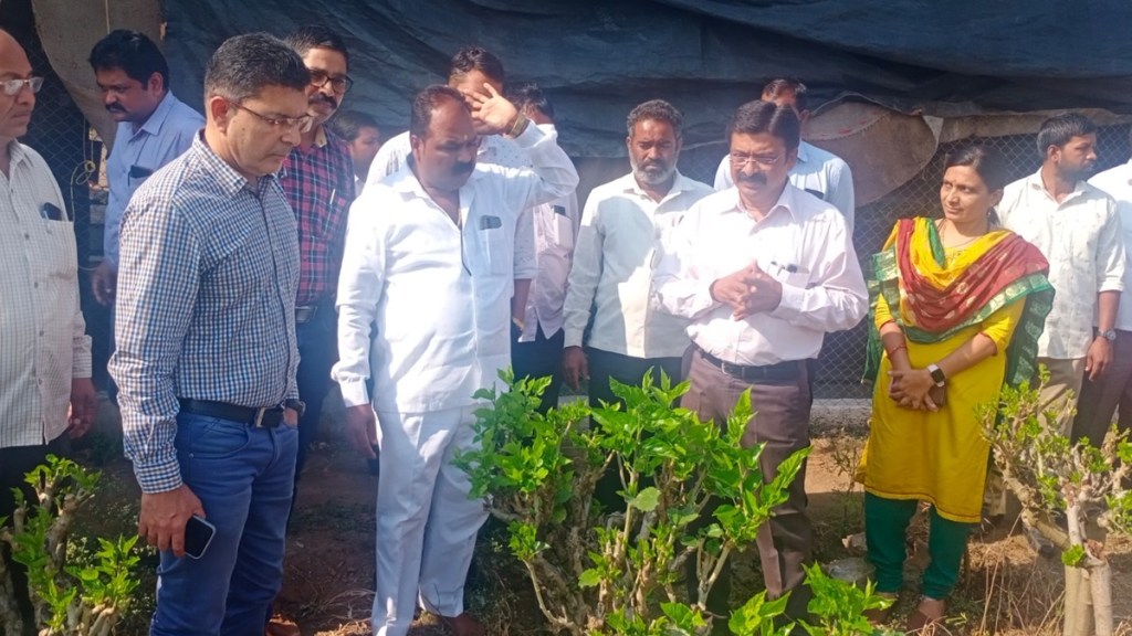nashik district mnrega news in marathi, nashik mnrega farmers, mulberry cultivation in nashik news in marathi
