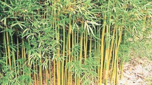 benefits of bamboo farming in marathi, importance of bamboo in marathi, bamboo farm information in marathi