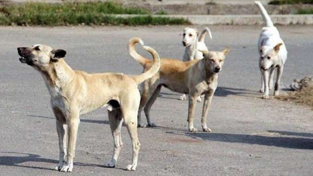 30000 stray dogs in bhaindar news in marathi, bhaindar decision to vaccinate 30000 stray dogs news in marathi