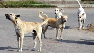 30000 stray dogs in bhaindar news in marathi, bhaindar decision to vaccinate 30000 stray dogs news in marathi