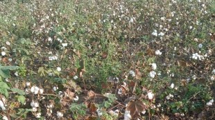 nashik cotton farmers news in marathi, nashik jamner cotton farmers, otton not removed from the plants,
