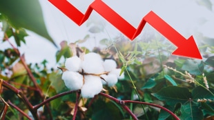 Vidarbha, price cotton market lower this year than last year