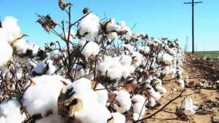 the ginning industry in the state has closed due to the decrease in the demand for cloth