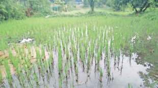 administration embarrassing over kharif drought