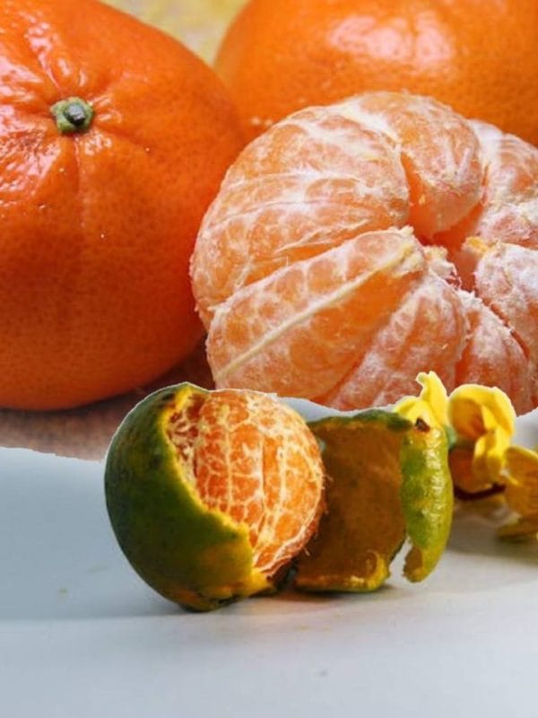How To Check If Orange is Sweet or Sour Buy Perfect Sweet Orange With These Hacks Look For Signs on peel To Save Money
