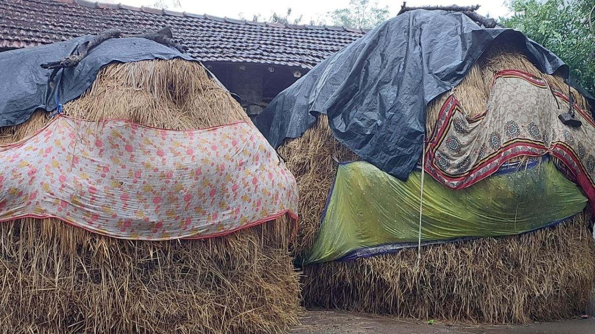 Over 1588 hector farming land affected by unseasonal rains in November