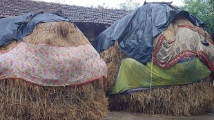 Over 1588 hector farming land affected by unseasonal rains in November